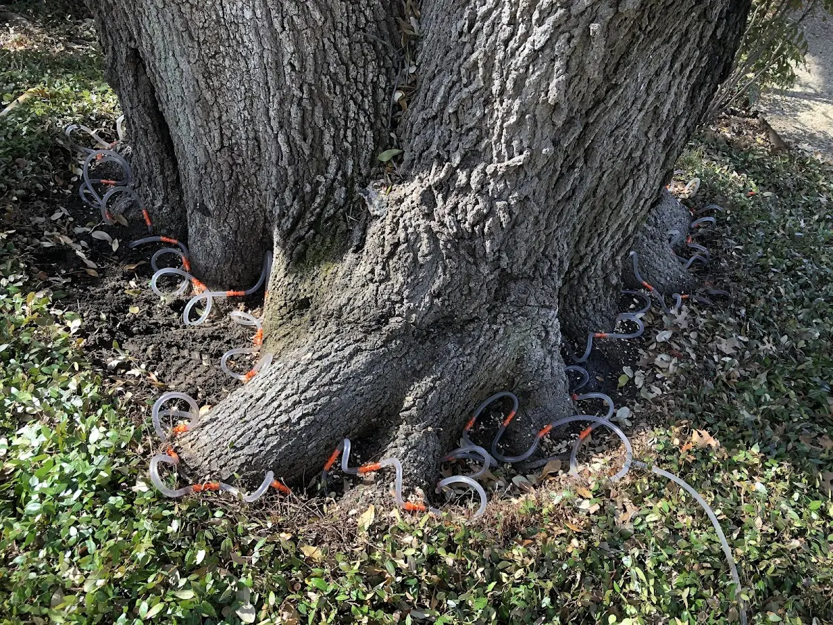 Detailed Tree Cabling and Bracing job site in Chilhowie
